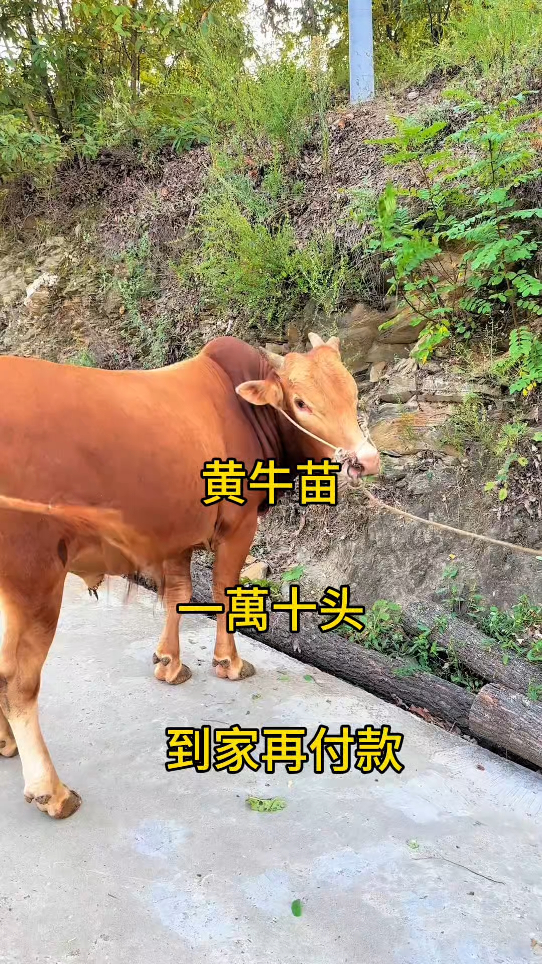 嘉善最新黄牛代办方法分析(最方便真实的嘉善黄牛代办网约车证方法)