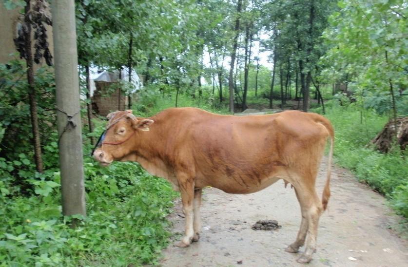 嘉善最新求一个套医保卡的黄牛是真的吗方法分析(最方便真实的嘉善求一个套医保卡的黄牛是真的吗还是假的方法)